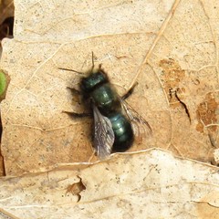 Osmia lignaria lignaria