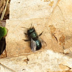Osmia lignaria lignaria