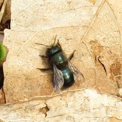 Osmia lignaria lignaria
