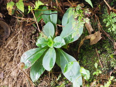 Swertia shintenensis