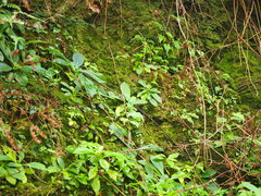 Swertia shintenensis