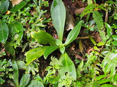 Swertia shintenensis