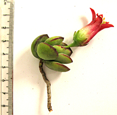Cotyledon woodii