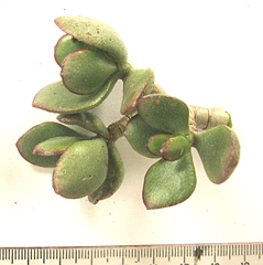 Cotyledon woodii