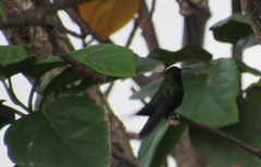 Eulampis holosericeus