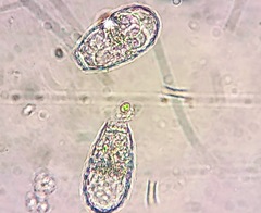 Euglypha