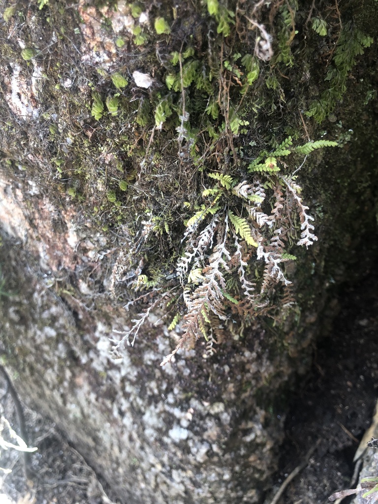 Leucotrichum organense