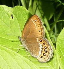 Coenonympha hero