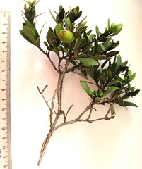 Diospyros dichrophylla