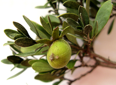 Diospyros dichrophylla