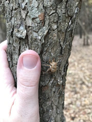 Neocicada hieroglyphica