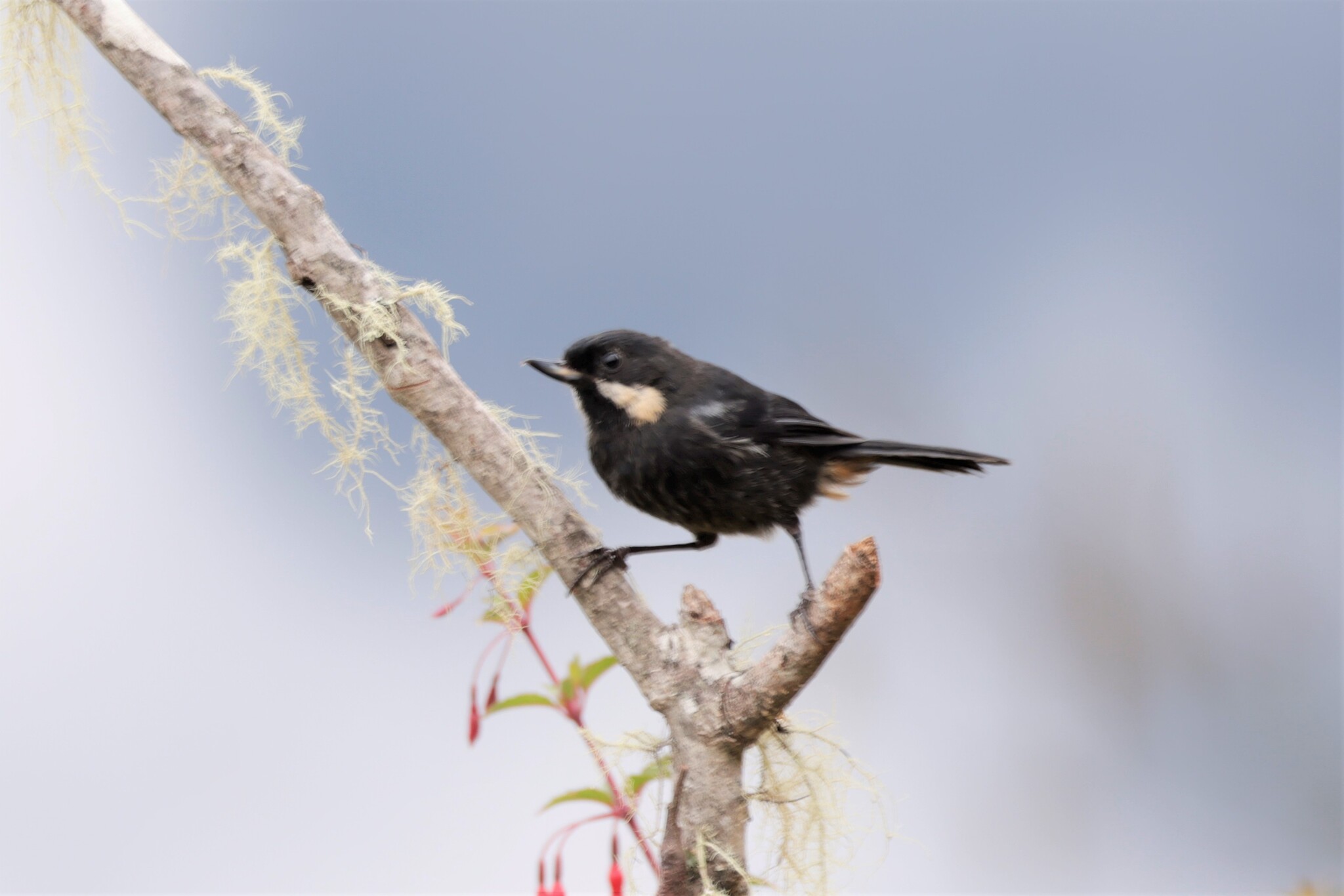 Moustached Flowerpiercer (Diglossa mystacalis), photo 2