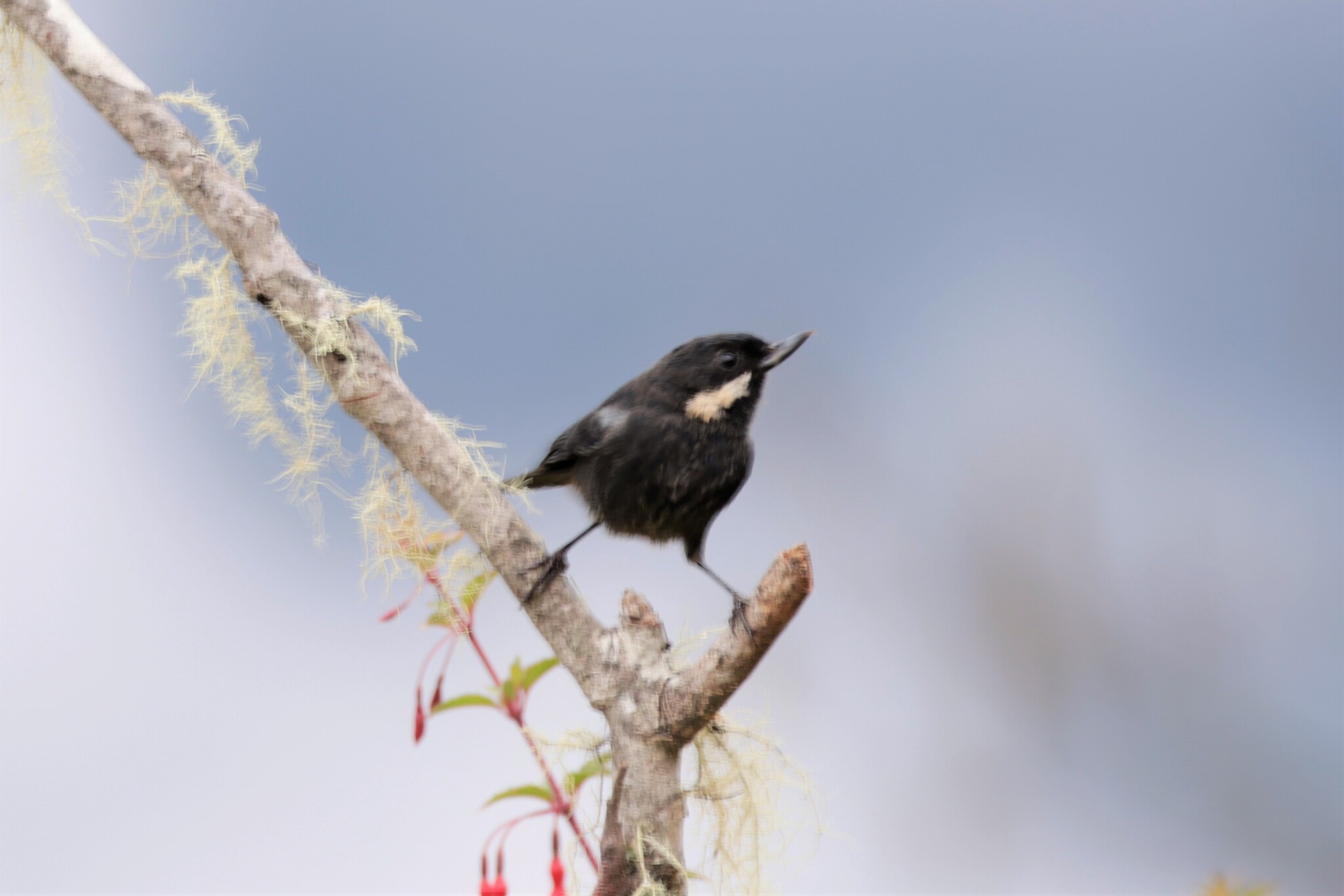 Moustached Flowerpiercer (Diglossa mystacalis), photo 3