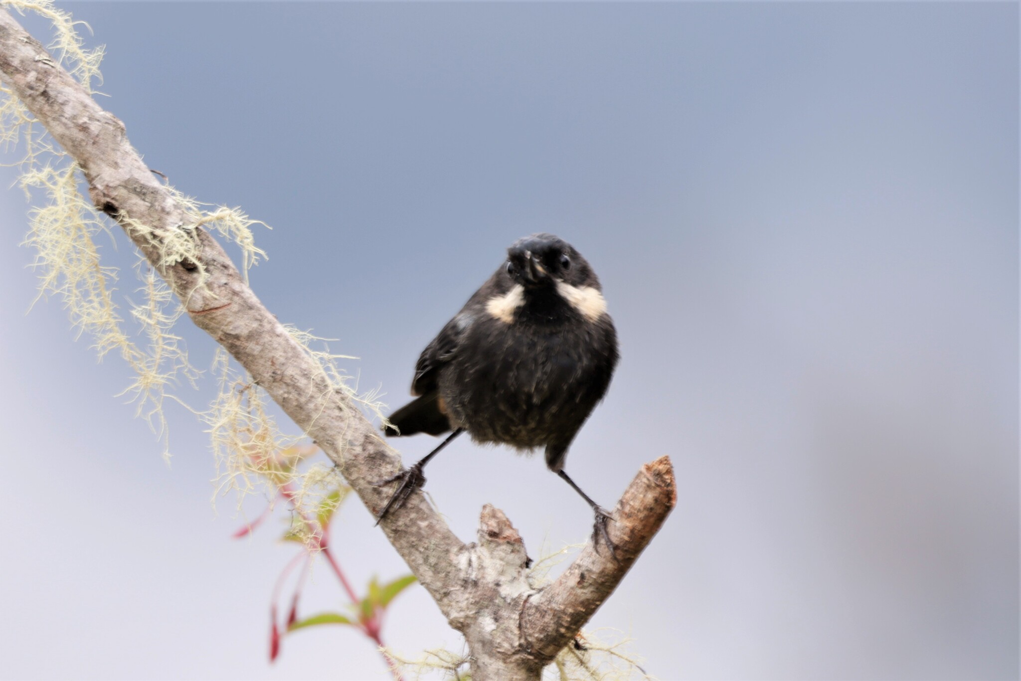 Moustached Flowerpiercer (Diglossa mystacalis), photo 10