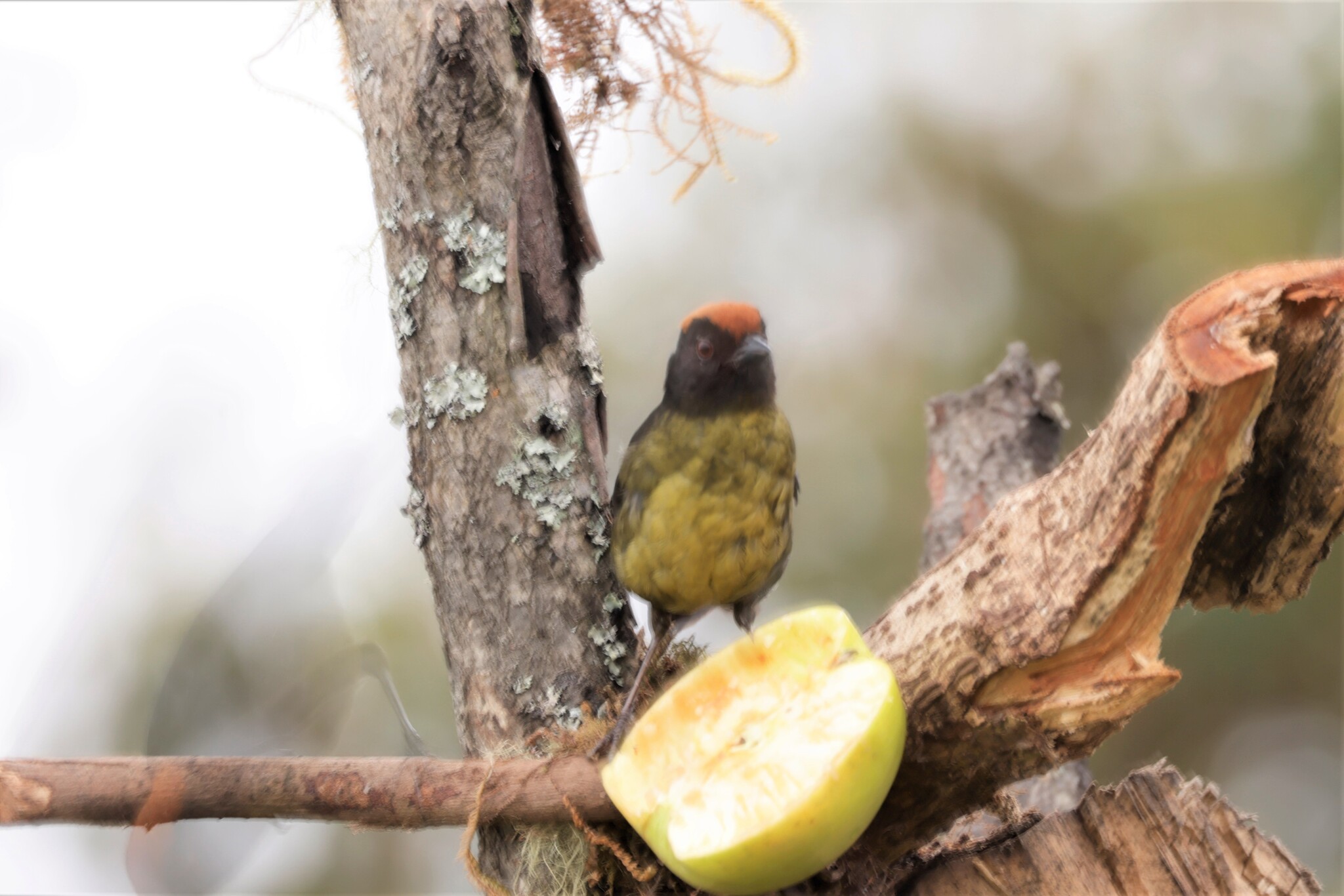 Grey-eared Brushfinch (Atlapetes melanolaemus), photo 5
