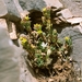 Sedum laconicum - Photo (c) Stefan Neuwirth, alguns direitos reservados (CC BY-NC), uploaded by Stefan Neuwirth