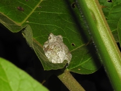 Dendropsophus marmoratus