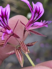 Pelargonium multicaule