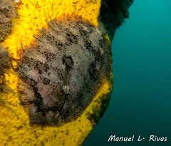 Zeugopterus punctatus