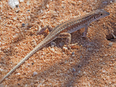 Meroles suborbitalis