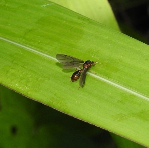Solenopsis alvarengaiSolenopsis alvarengai
