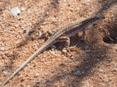 Meroles suborbitalis