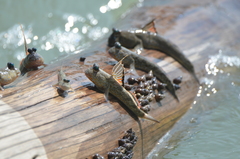 Periophthalmus chrysospilos