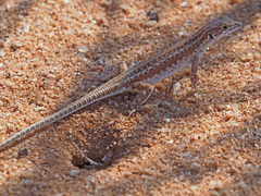 Meroles suborbitalis