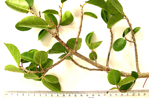 Scrambling fig (Ficus burtt-davyi)
