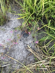 Pelargonium multicaule