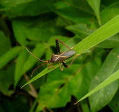 Stenometapodus ambiguum