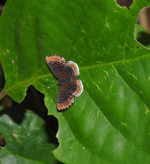 Riodinini