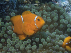 Amphiprion biaculeatus