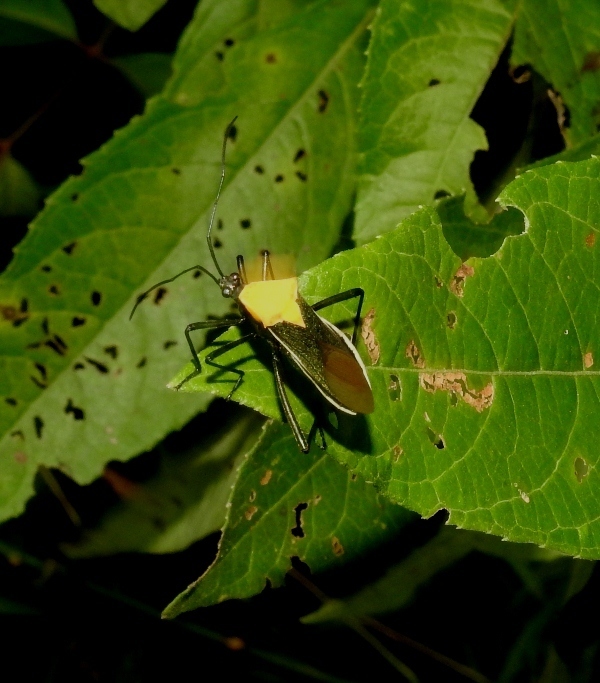 Salapia luteola