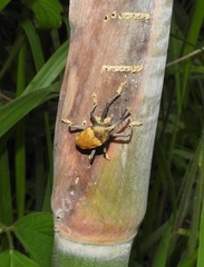 Rhinastus latisternus