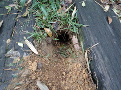 Manis pentadactyla pentadactyla