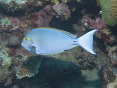 Acanthurus mata
