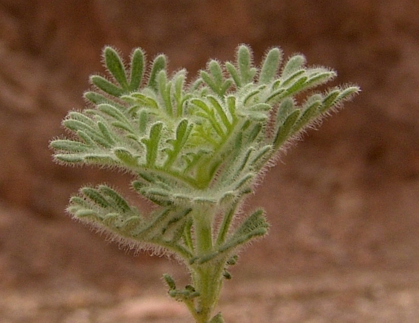 Downy Lavender