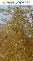 Themeda