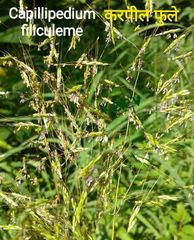 Capillipedium filiculme