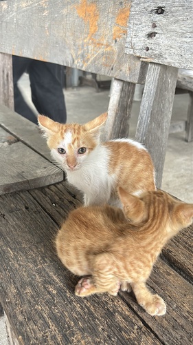 Domestic Cat