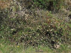 Erigeron karvinskianus image