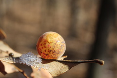 Atrusca quercuscentricola