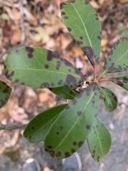 Mycosphaerella colorata