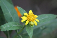 Verbesina sphaerocephala