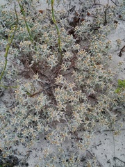 Helichrysum litorale