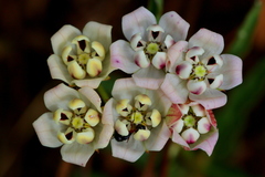 Pachycarpus schinzianus