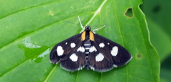 Anania funebris