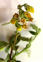 Hermannia salviifolia