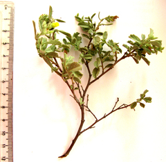 Hermannia salviifolia